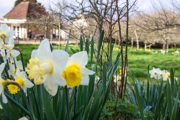 Daffodils 1536X1024