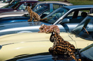 Simply Jaguar 2