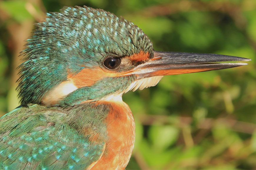 Desktop News Birds On The River Copyright (1) Graham Giddens (870X580)