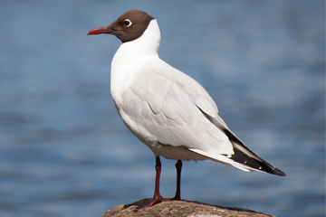 Br Desktop Thingstodo Black Headed Gull W360Px H240Px