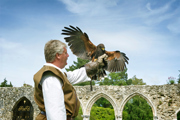 Desktop News May Half Term Falconry 870X580