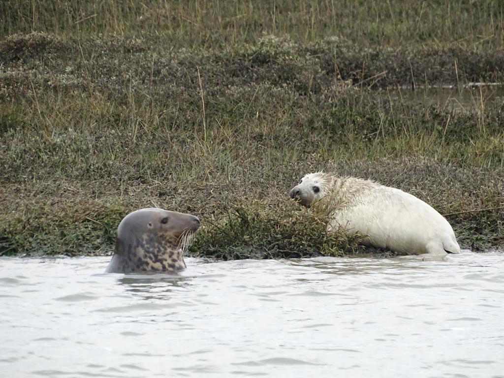 New Grey Seal Pup On The Beaulieu River Picture By Lazy Daze Skipper Jeff Semple