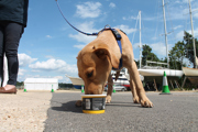 Desktop News Dog Ice Cream 870X580
