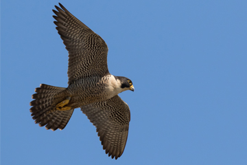 Br Desktop Thingstodo Peregrine Falcon W360Px H240Px