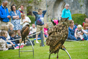 Desktop News Abbots Mews Falconry 870X580