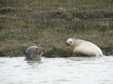 Seal Pup 2