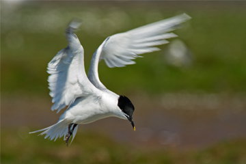 Br Desktop Thingstodo Sandwich Tern W360Px H240Px