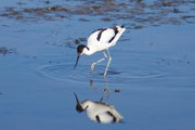 Desktop News Birds On The River Copyright 2 Graham Giddens 870X580 1 (1)