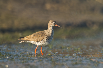 Br Desktop Thingstodo Redshank W360Px H240Px
