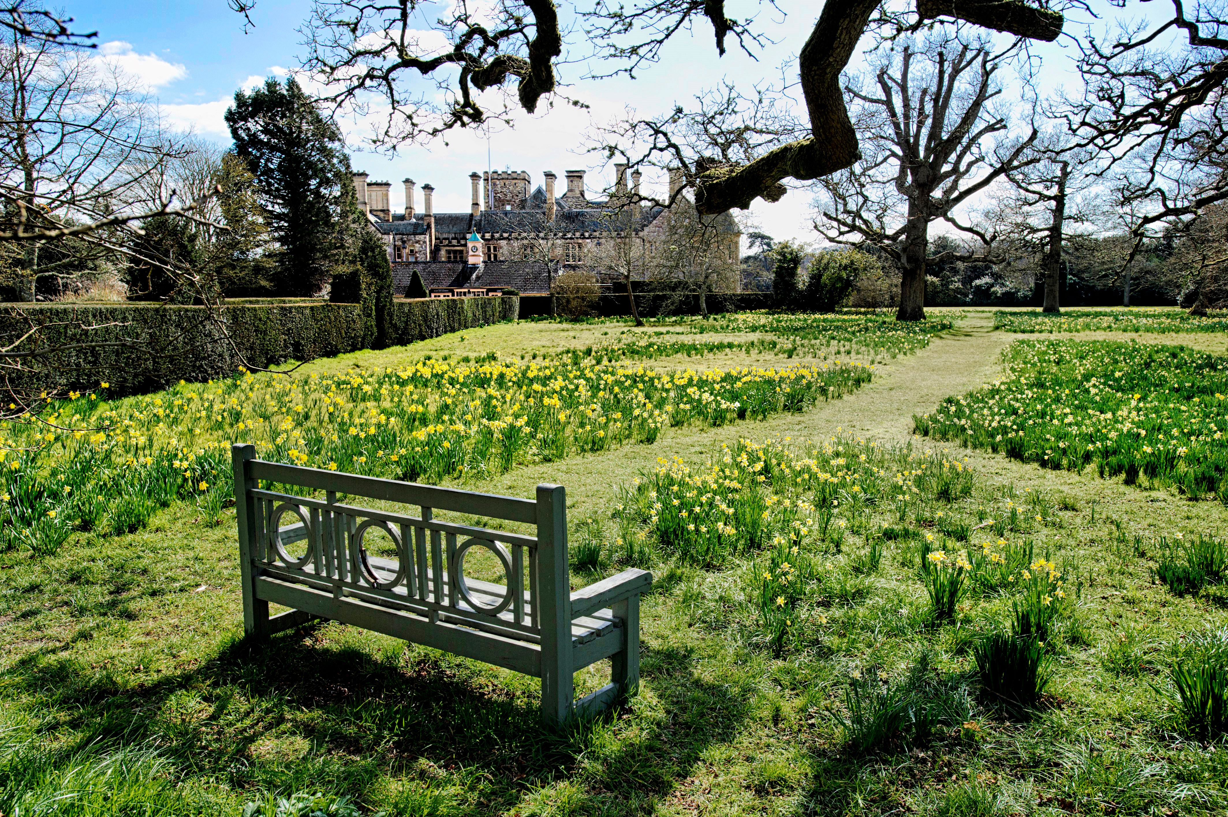 Palace House Daffodils