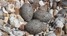 Oystercatchers