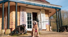 Desktop News Dogs Village 870X475 1