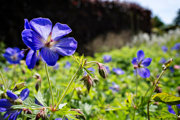 Flowers In Beaulieu Grounds